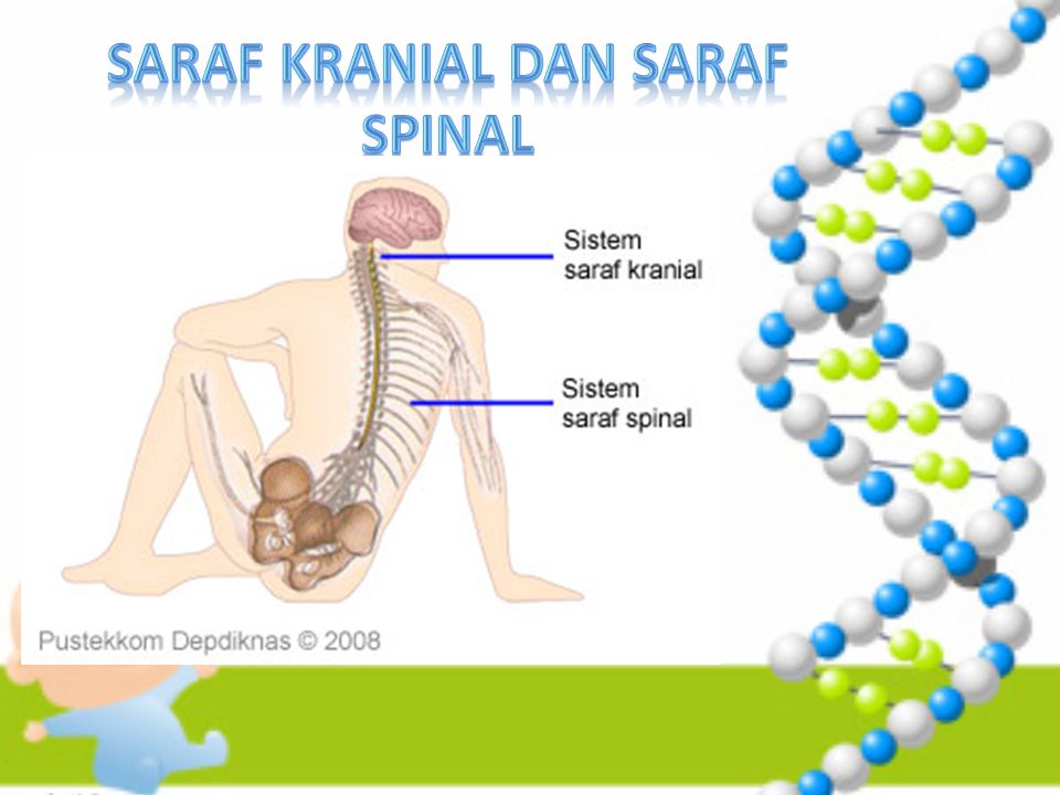 Saraf Kranial dan Saraf Spinal