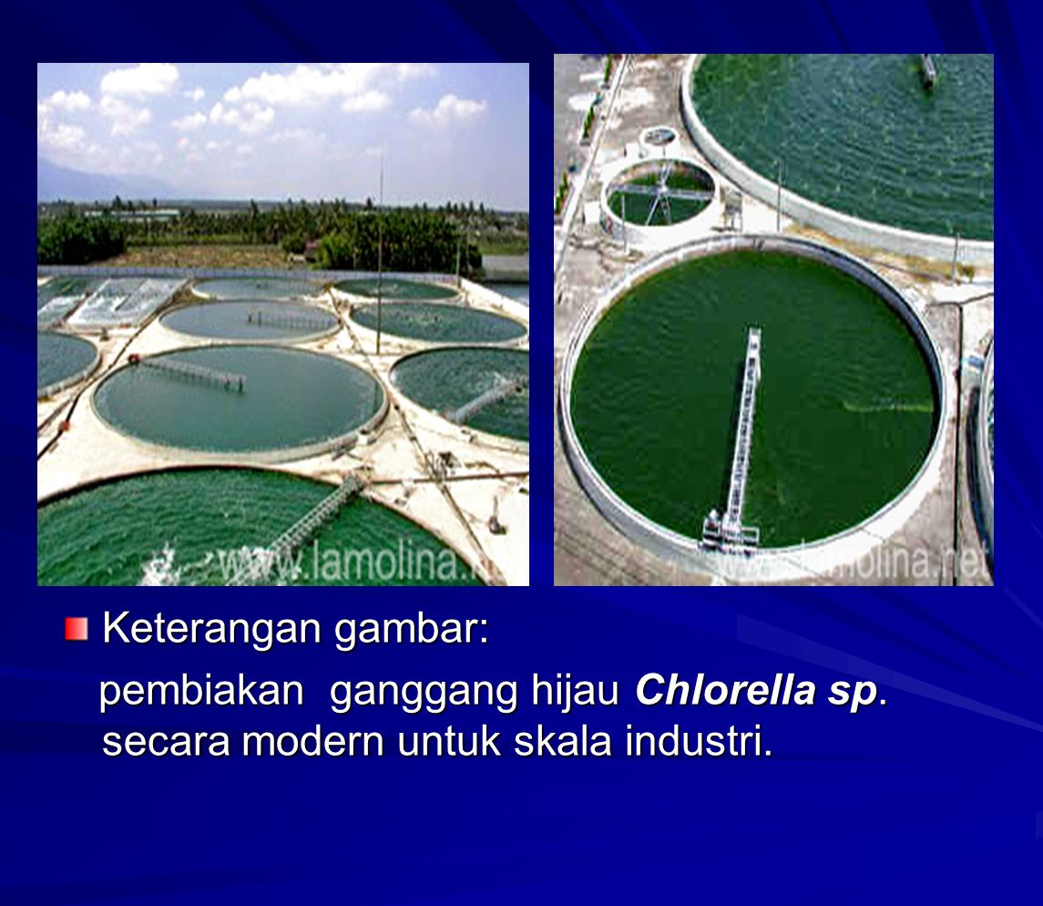 Keterangan gambar: pembiakan ganggang hijau Chlorella sp. secara modern untuk skala industri.
