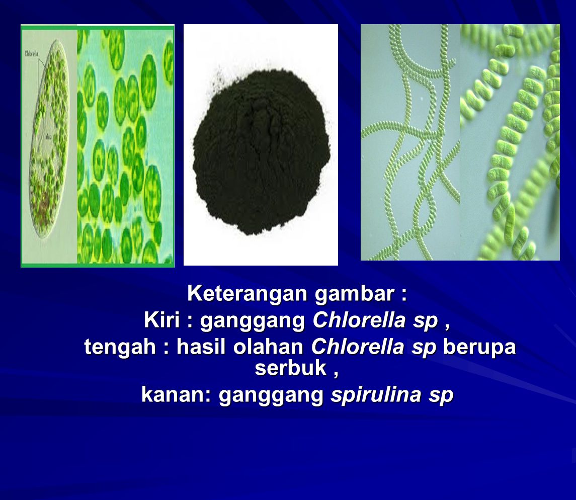 Kiri : ganggang Chlorella sp ,