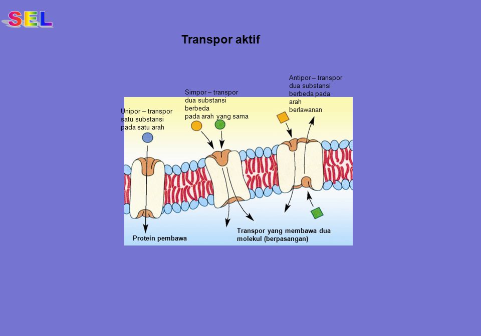 SEL Transpor aktif Antipor – transpor dua substansi berbeda pada arah