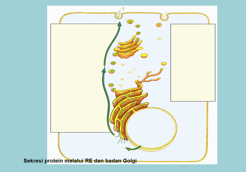 Sekresi protein melalui RE dan badan Golgi