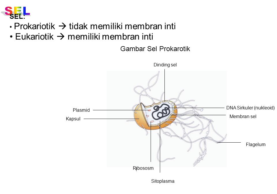Eukariotik  memiliki membran inti