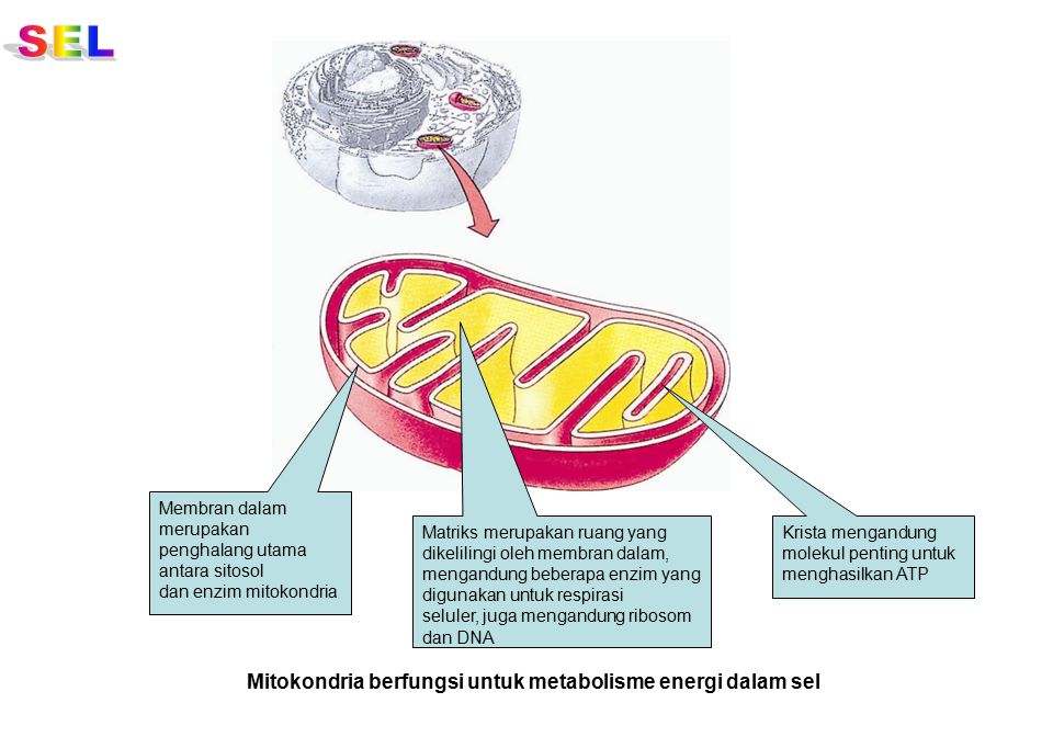 SEL Mitokondria berfungsi untuk metabolisme energi dalam sel