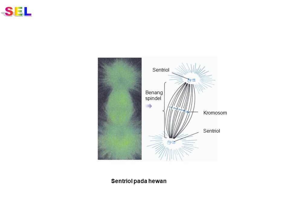 SEL Sentriol Benang spindel Kromosom Sentriol Sentriol pada hewan