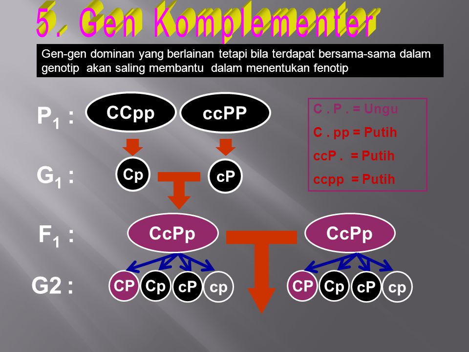5. Gen Komplementer P1 : G1 : F1 : G2 : CCpp ccPP CcPp CcPp Cp cP CP