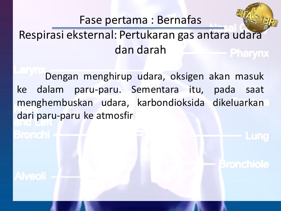 Fase pertama : Bernafas Respirasi eksternal: Pertukaran gas antara udara dan darah