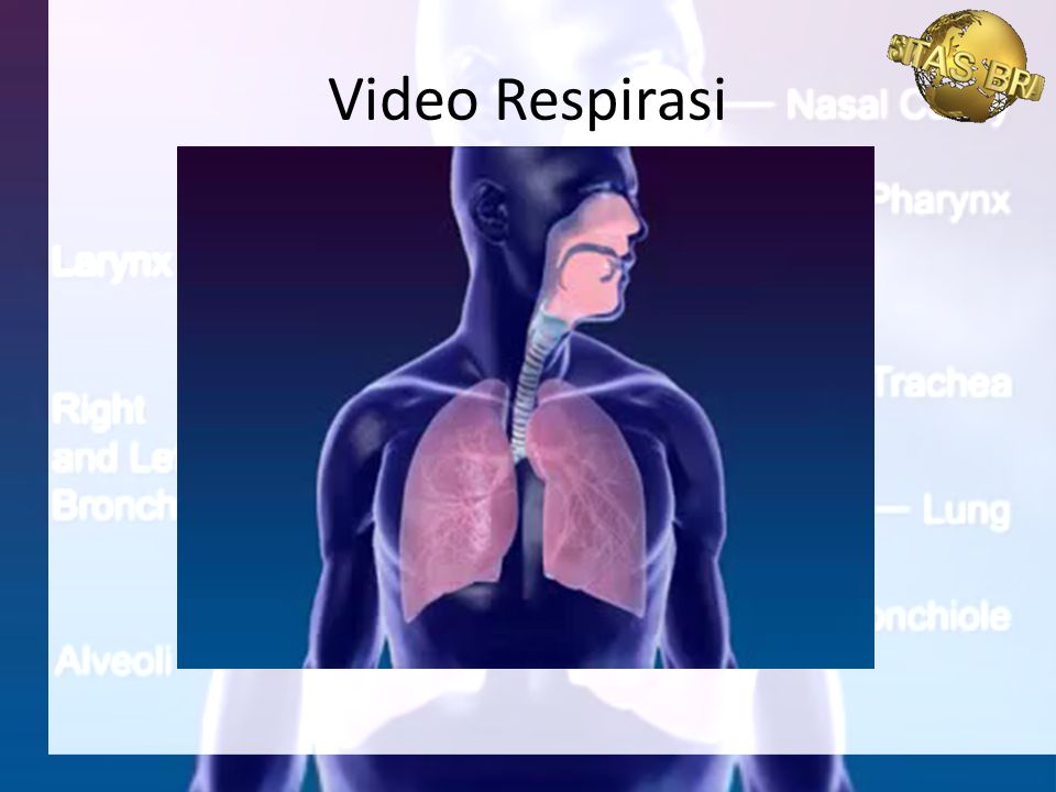 Video Respirasi