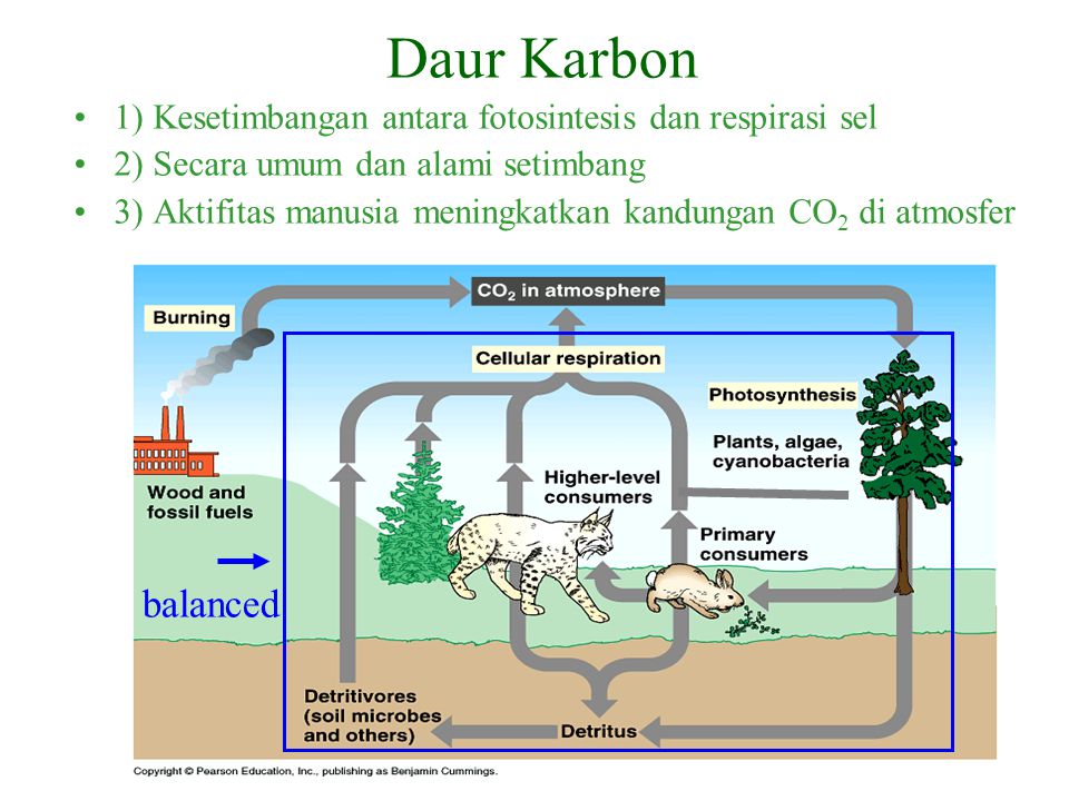 Daur Karbon 1) Kesetimbangan antara fotosintesis dan respirasi sel. 2) Secara umum dan alami setimbang.