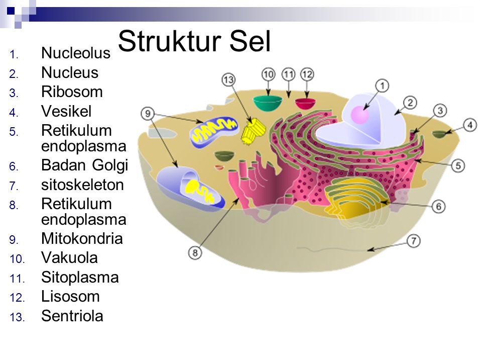 Struktur Sel Nucleolus Nucleus Ribosom Vesikel Retikulum endoplasma