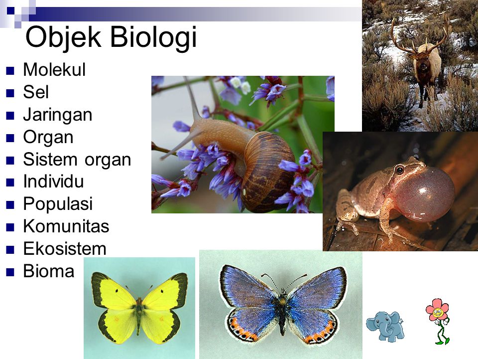 Objek Biologi Molekul Sel Jaringan Organ Sistem organ Individu