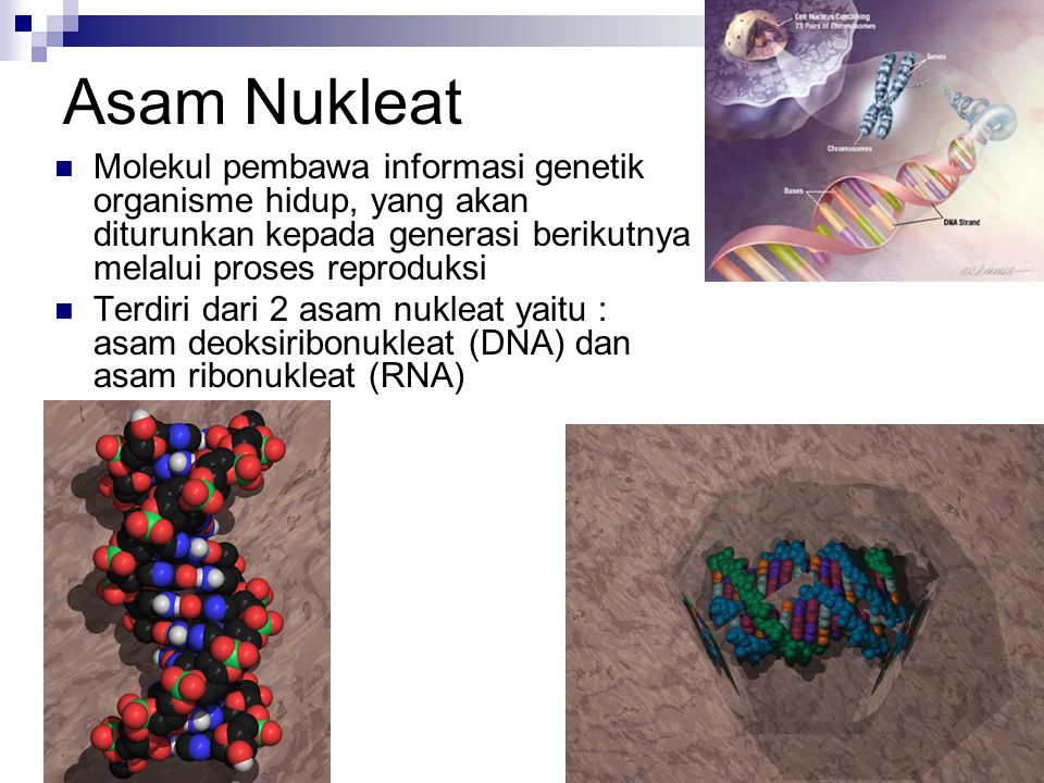Asam Nukleat Molekul pembawa informasi genetik organisme hidup, yang akan diturunkan kepada generasi berikutnya melalui proses reproduksi.