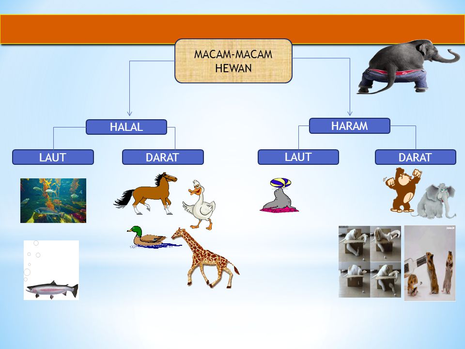 43+ Gambar Binatang Halal HD