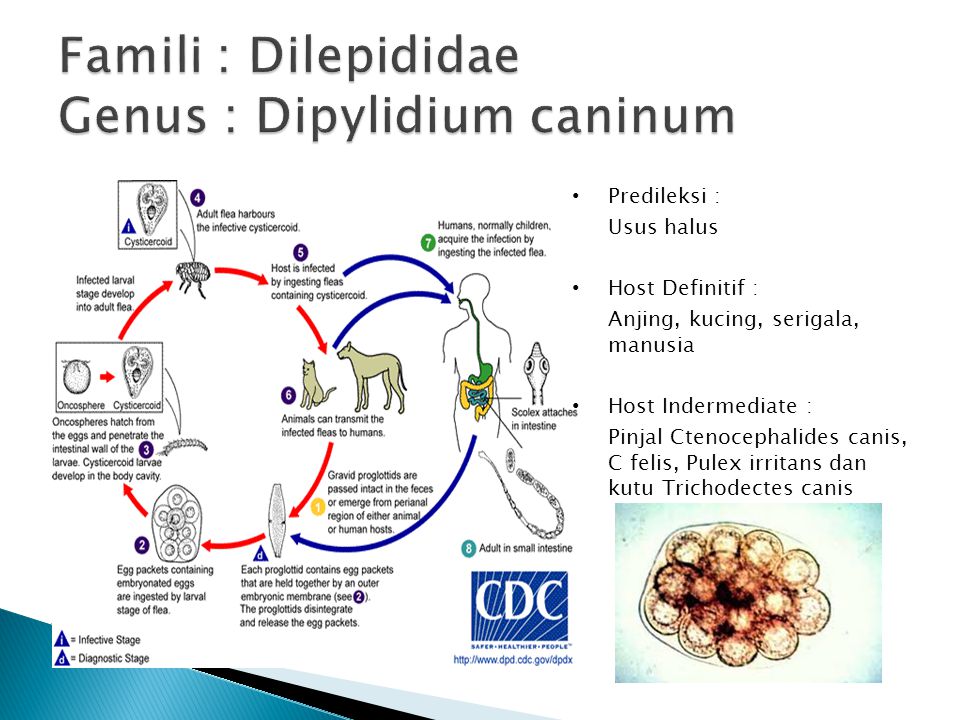 Dipylidium caninum