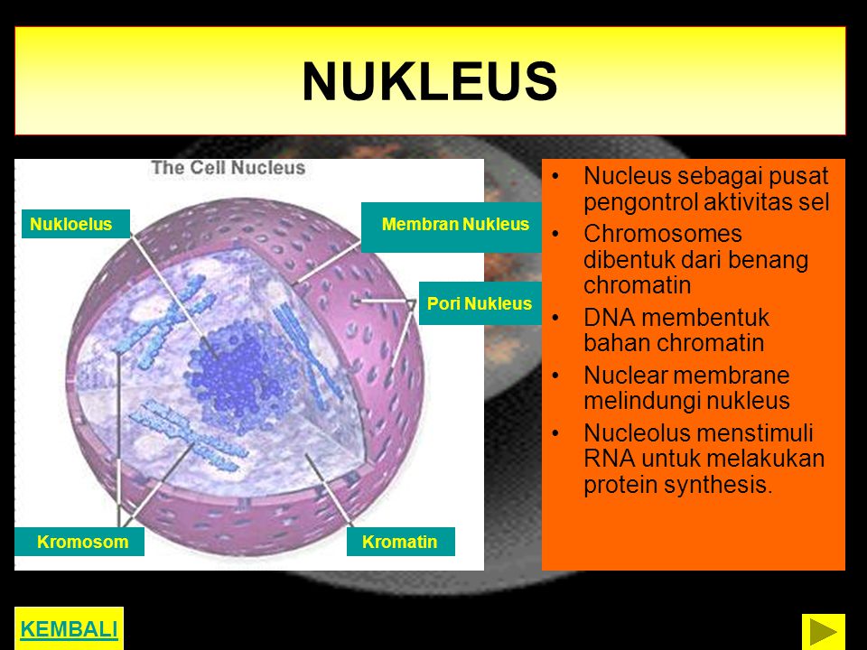NUKLEUS Nucleus sebagai pusat pengontrol aktivitas sel