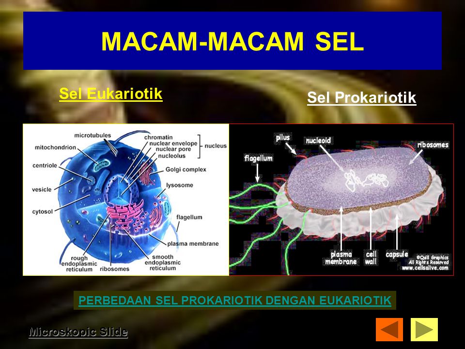MACAM-MACAM SEL Sel Eukariotik Sel Prokariotik
