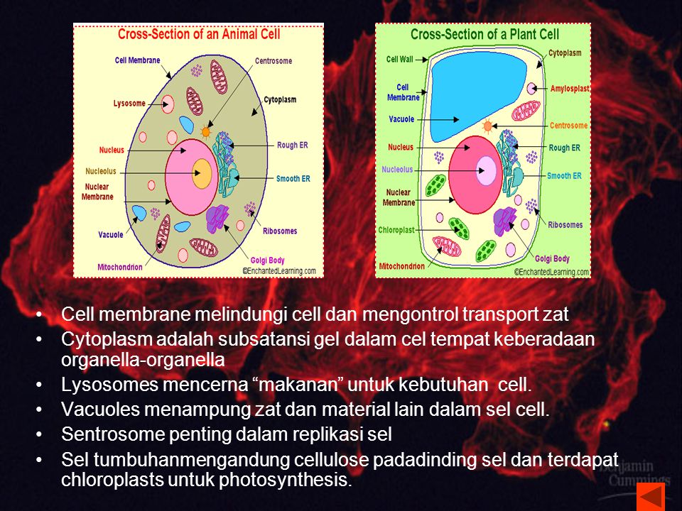 Cell membrane melindungi cell dan mengontrol transport zat