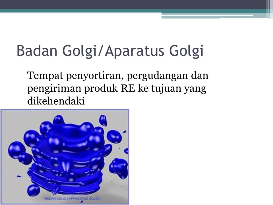 Badan Golgi/Aparatus Golgi