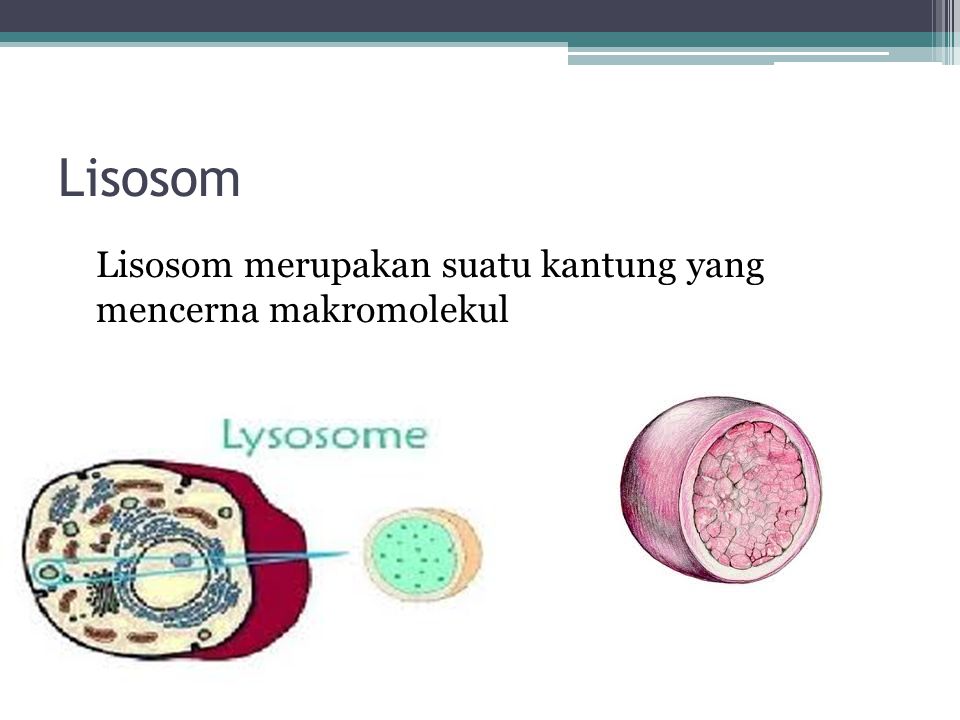 Lisosom Lisosom merupakan suatu kantung yang mencerna makromolekul