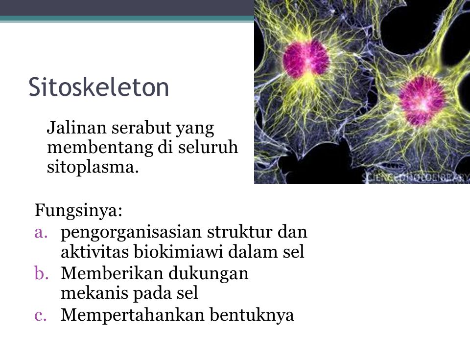 Sitoskeleton Jalinan serabut yang membentang di seluruh sitoplasma.