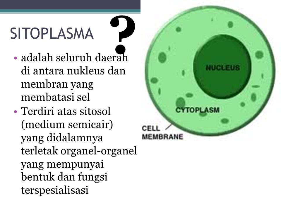 SITOPLASMA. adalah seluruh daerah di antara nukleus dan membran yang membatasi sel.