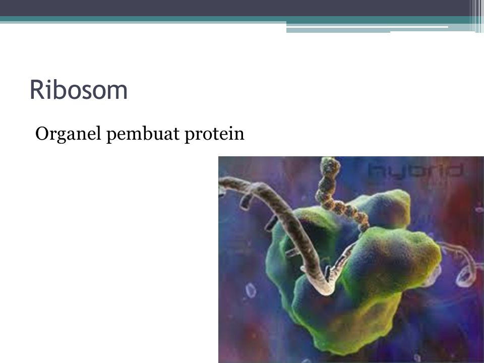 Ribosom Organel pembuat protein