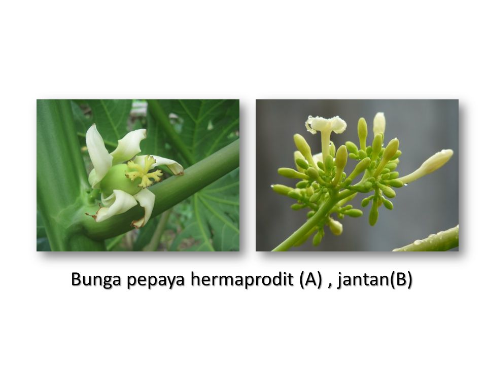 Bunga pepaya hermaprodit (A) , jantan(B)