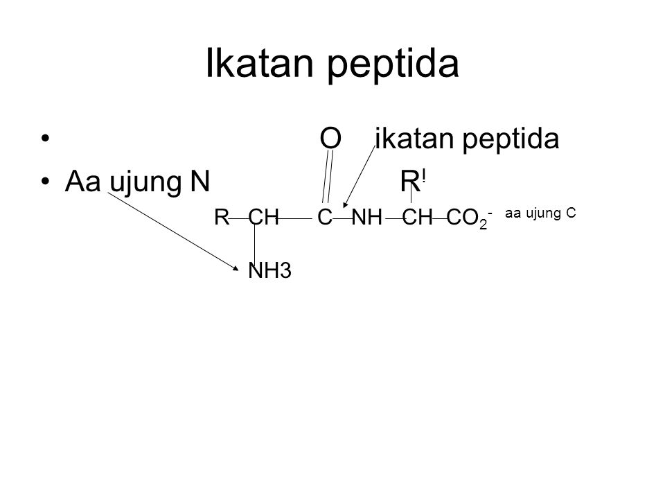Ikatan peptida O ikatan peptida Aa ujung N R! NH3