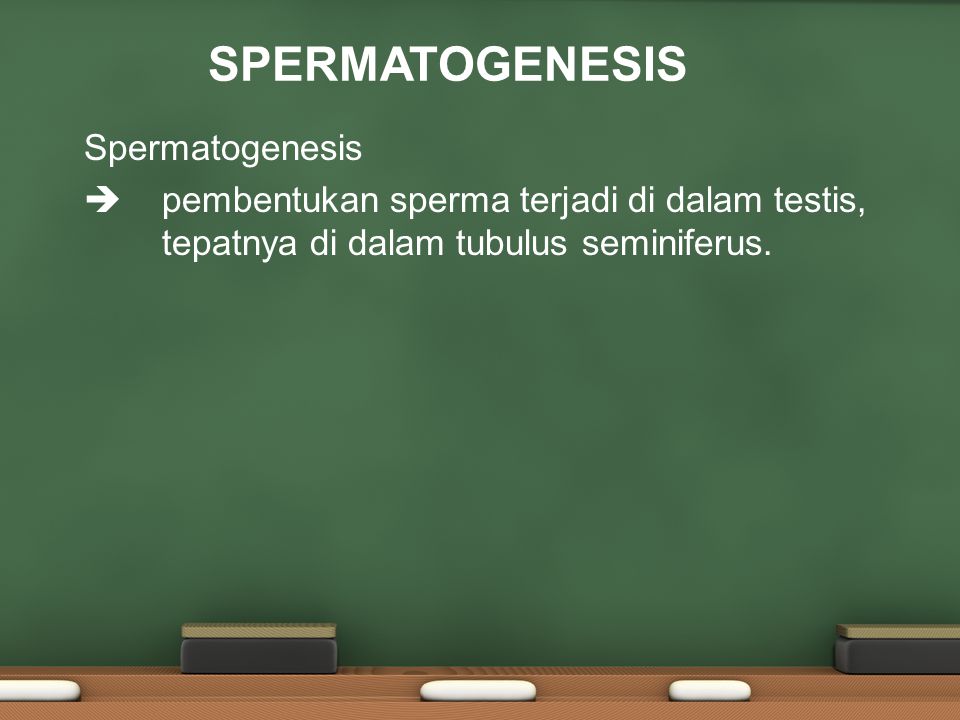 SPERMATOGENESIS Spermatogenesis  pembentukan sperma terjadi di dalam testis, tepatnya di dalam tubulus seminiferus.