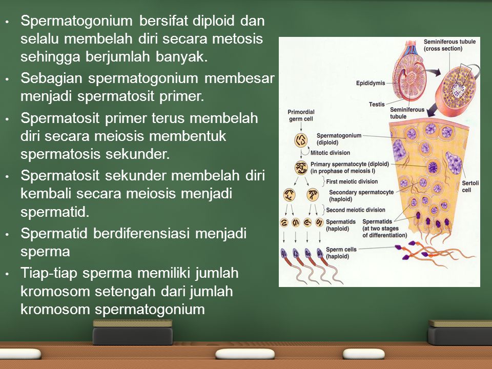Spermatogonium bersifat diploid dan selalu membelah diri secara metosis sehingga berjumlah banyak.