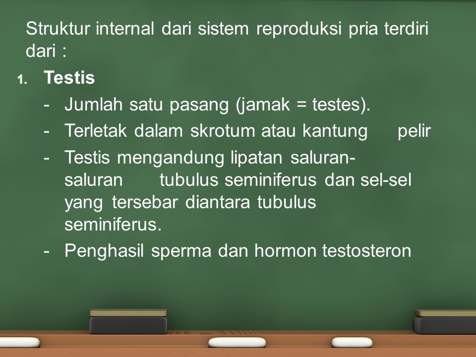 Struktur internal dari sistem reproduksi pria terdiri dari :
