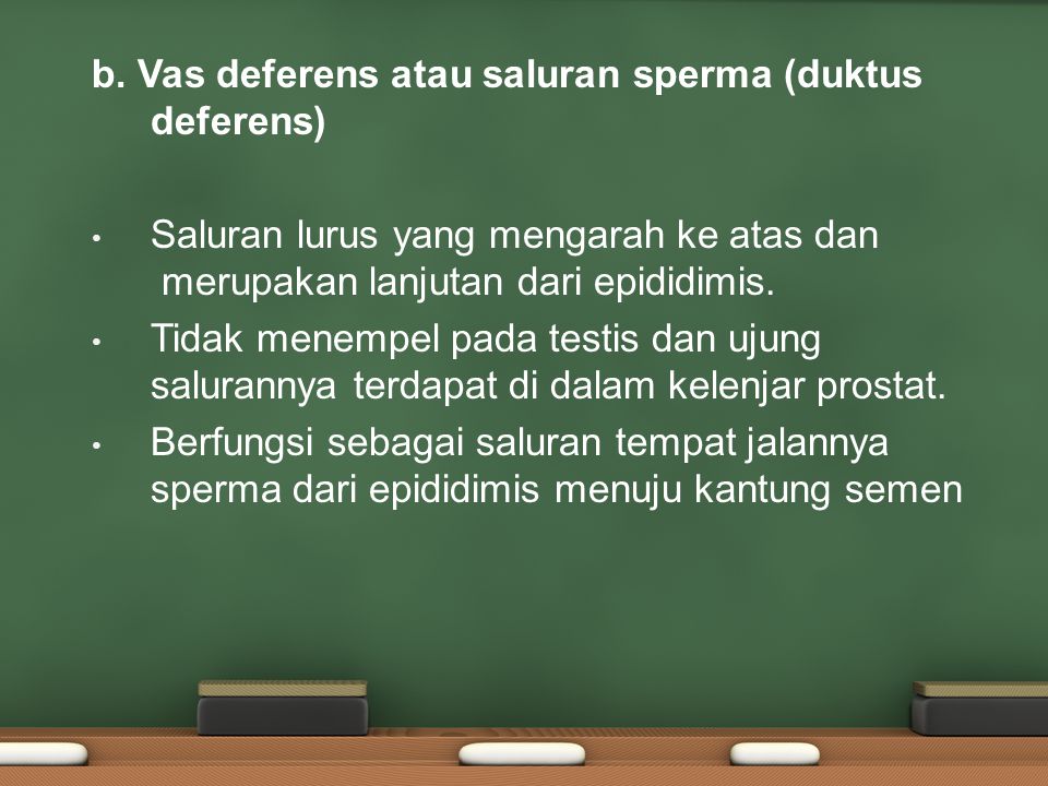 b. Vas deferens atau saluran sperma (duktus deferens)
