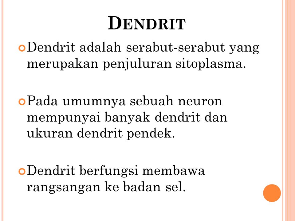 Dendrit Dendrit adalah serabut-serabut yang merupakan penjuluran sitoplasma.