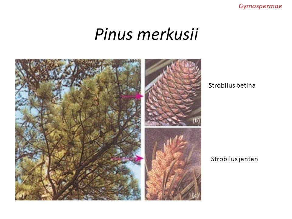 Pinus merkusii Gymospermae Strobilus betina Strobilus jantan