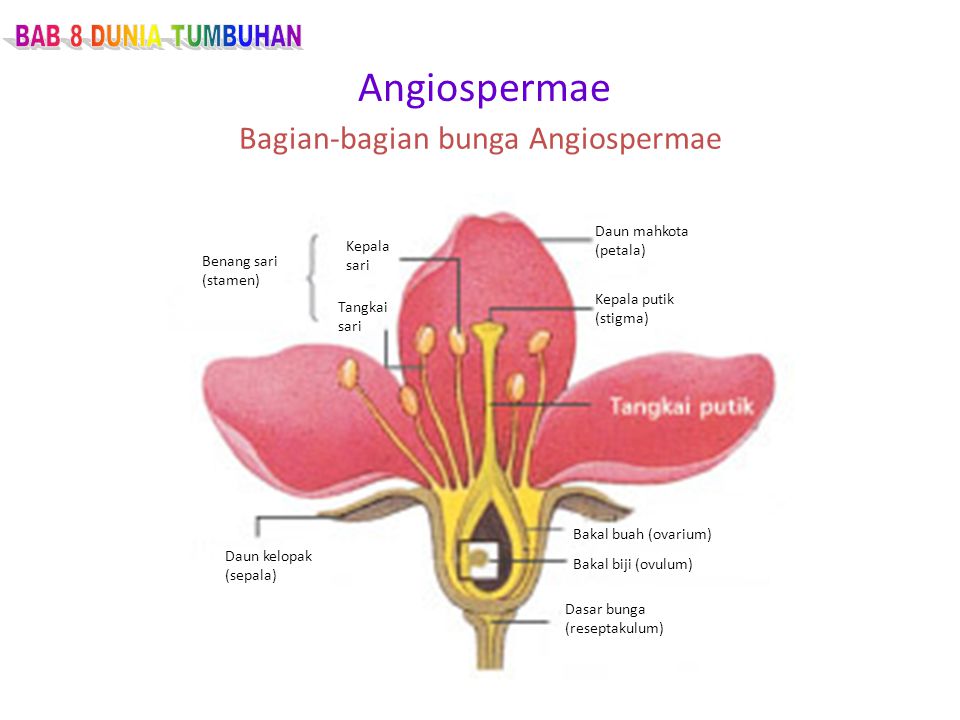 Bagian-bagian bunga Angiospermae