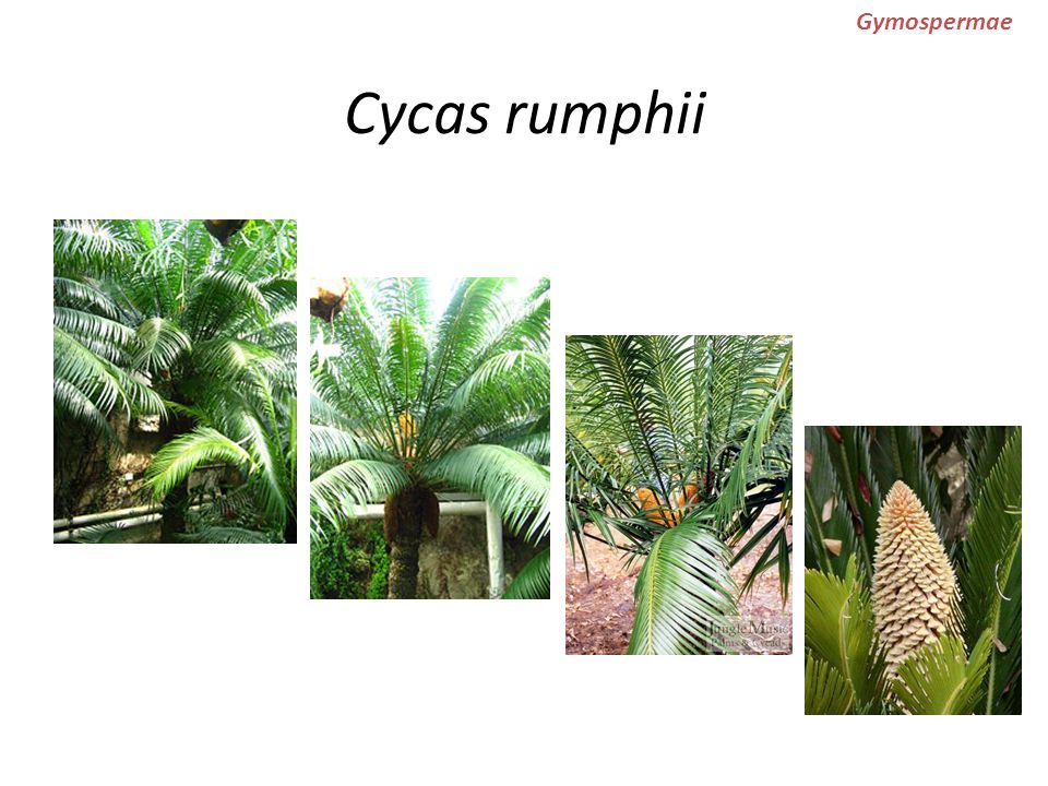 Cycas rumphii Gymospermae
