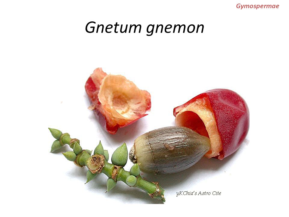 Gnetum gnemon Gymospermae manfaat: buah & daun: untuk sayur