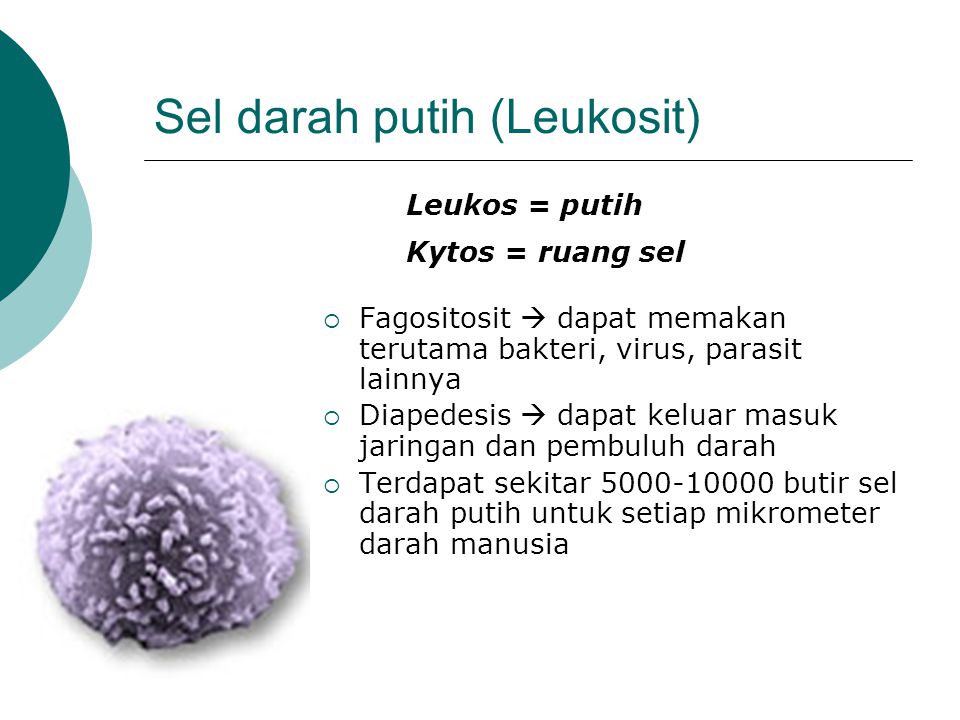 Sel darah putih (Leukosit)