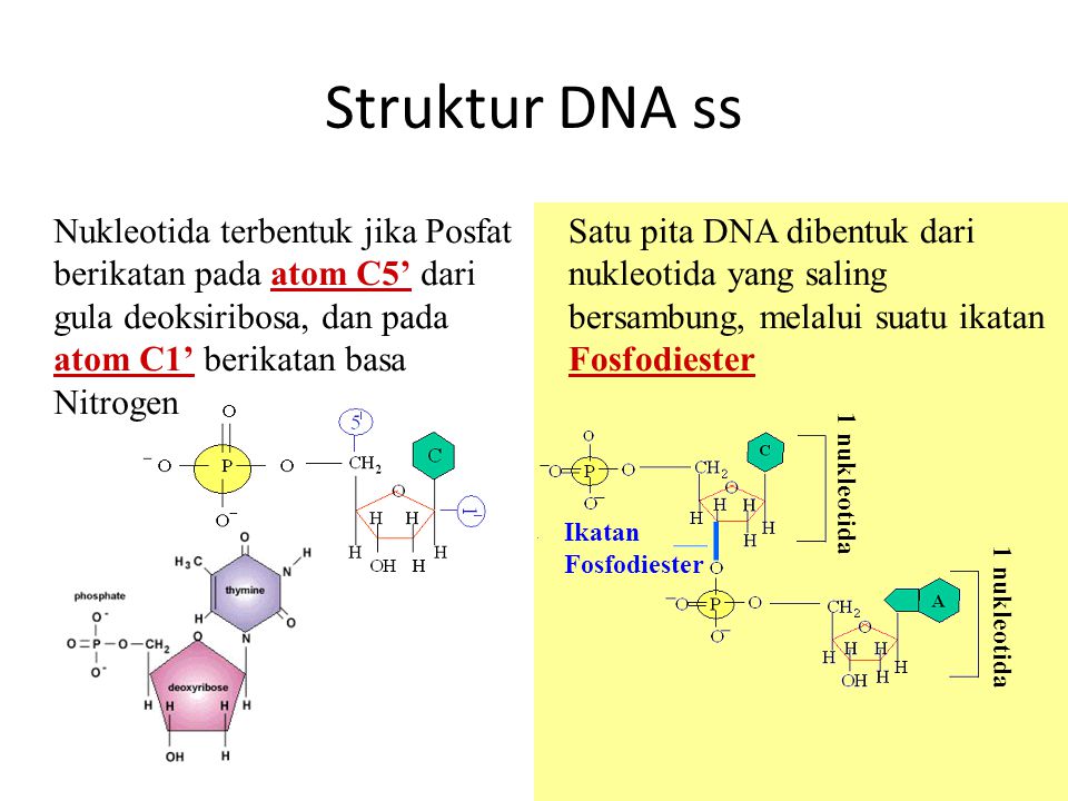 Struktur DNA ss Nukleotida terbentuk jika Posfat berikatan pada atom C5’ dari gula deoksiribosa, dan pada atom C1’ berikatan basa Nitrogen.