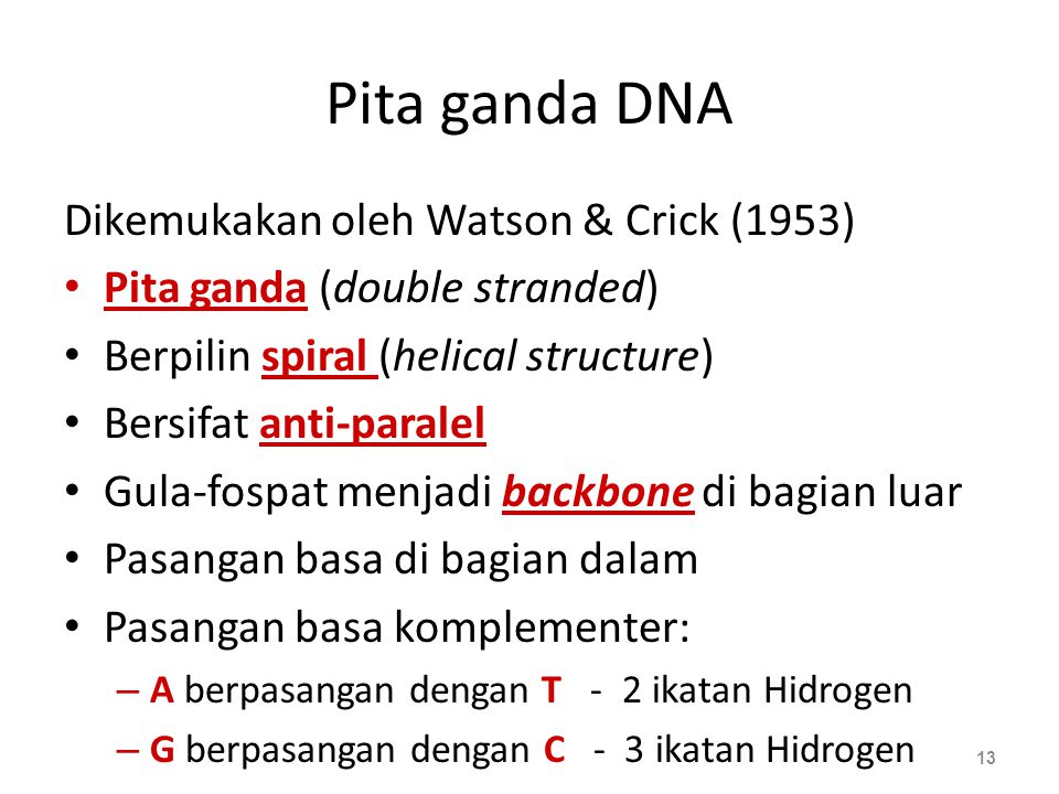 Pita ganda DNA Dikemukakan oleh Watson & Crick (1953)