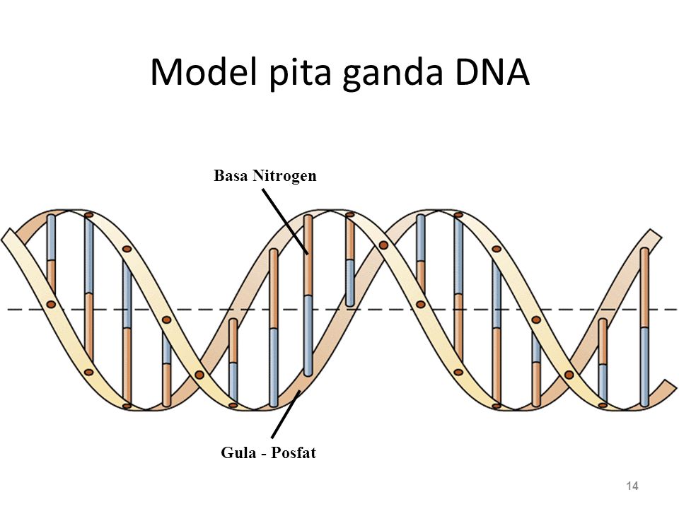 Model pita ganda DNA Basa Nitrogen Gula - Posfat