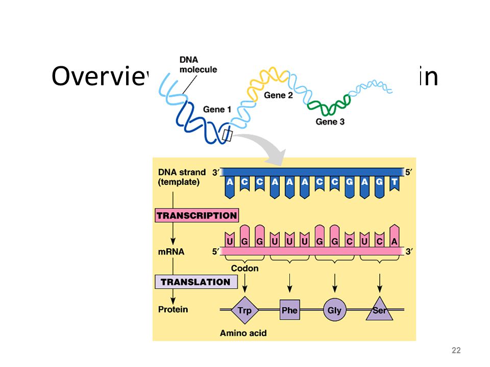 Overview: From gene to protein