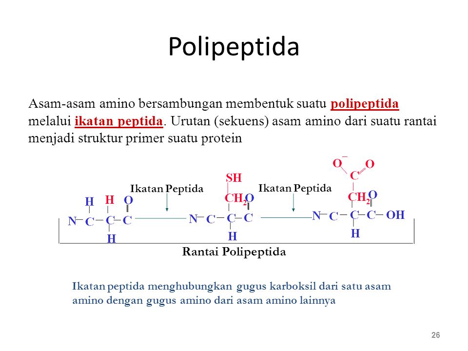 Polipeptida