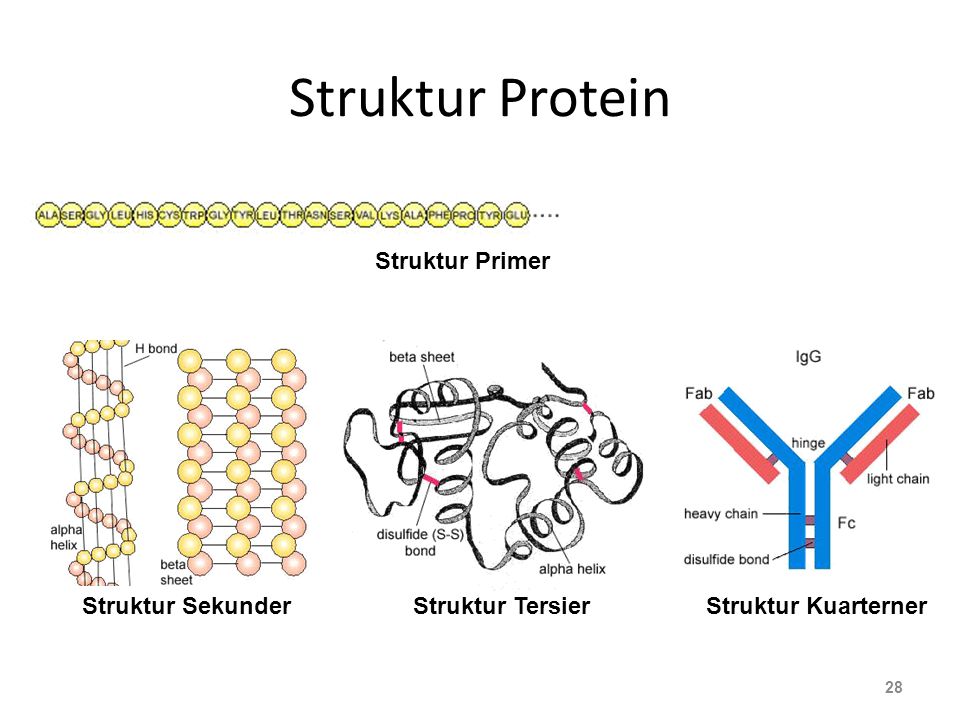 Struktur Protein Struktur Primer Struktur Sekunder Struktur Tersier
