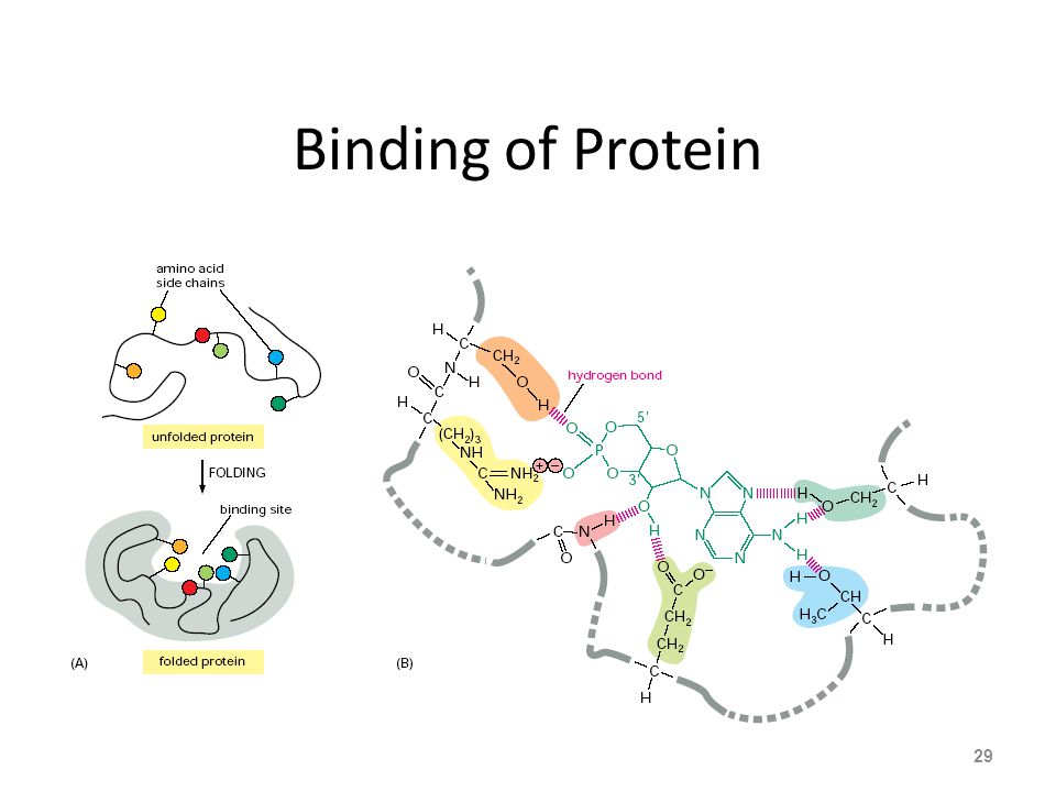 Binding of Protein