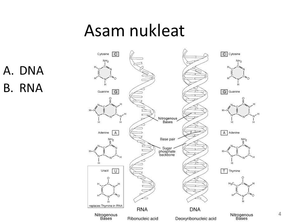 Asam nukleat DNA RNA