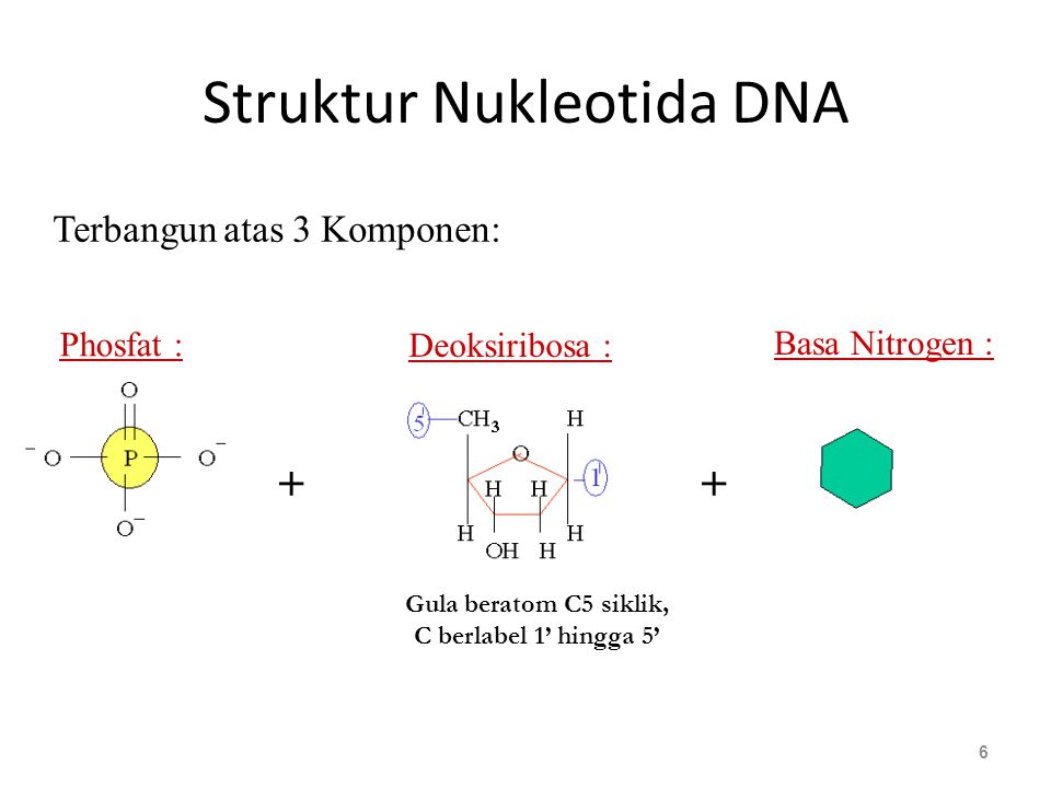 Struktur Nukleotida DNA