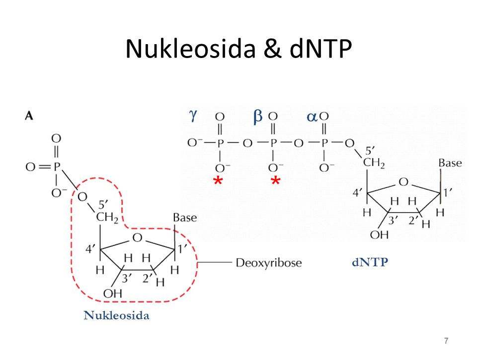Nukleosida & dNTP Nukleosida dNTP