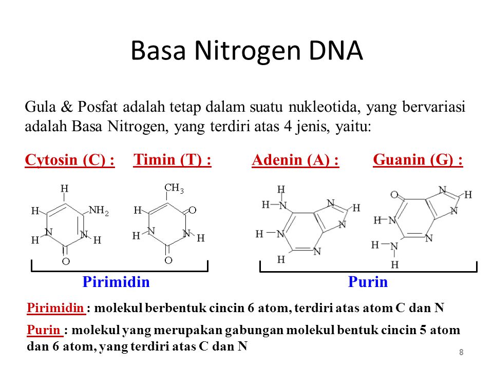 Basa Nitrogen DNA Gula & Posfat adalah tetap dalam suatu nukleotida, yang bervariasi. adalah Basa Nitrogen, yang terdiri atas 4 jenis, yaitu: