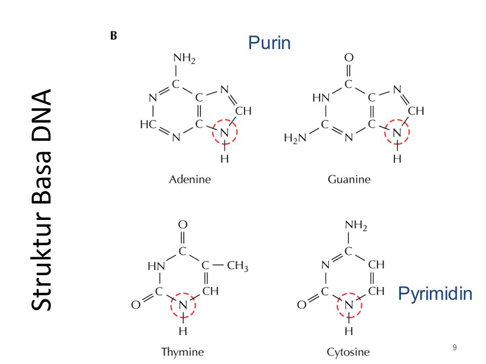 Purin Nucleoside Struktur Basa DNA Pyrimidin