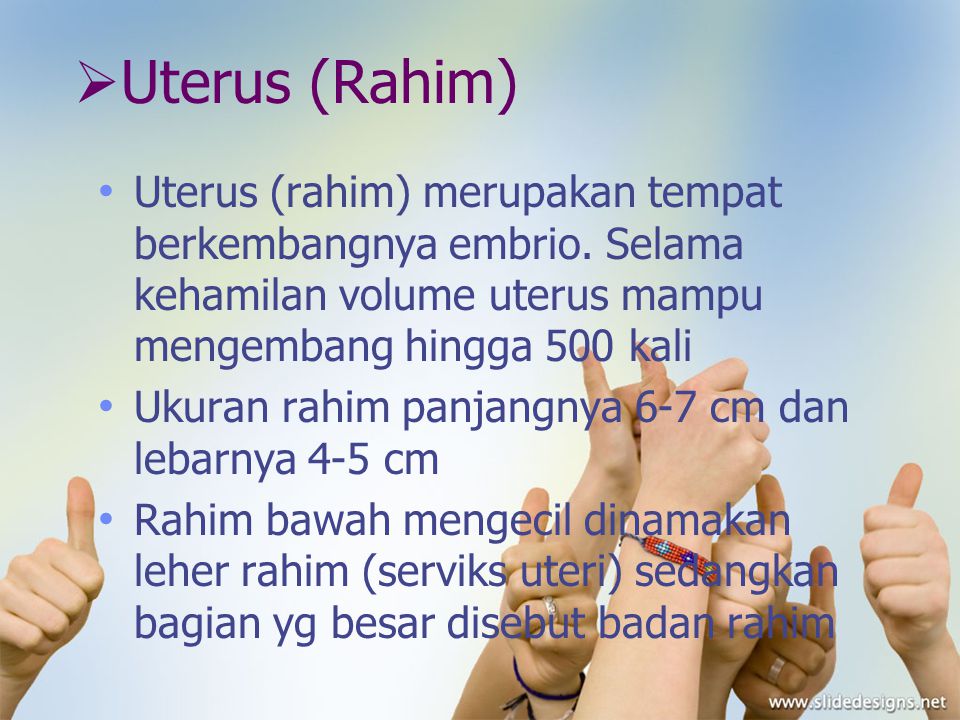 Uterus (Rahim) Uterus (rahim) merupakan tempat berkembangnya embrio. Selama kehamilan volume uterus mampu mengembang hingga 500 kali.
